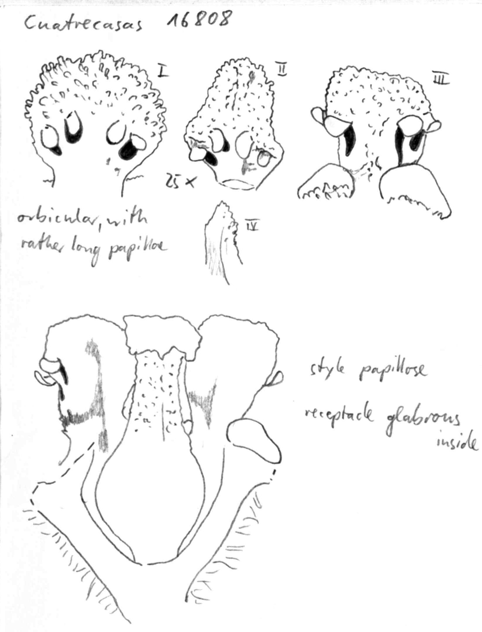 preview Nectandra acutifolia (Ruiz & Pav.) Mez